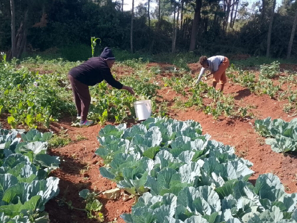 Zwei Frauen arbeiten auf einem Gemüsefeld