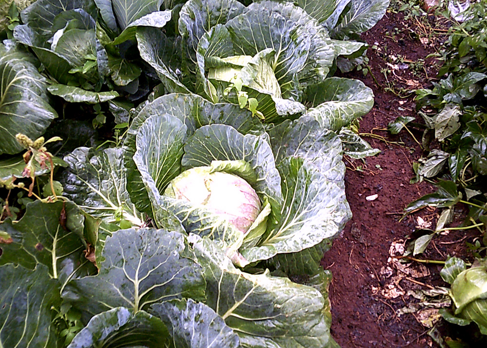 Kohlköpfe auf einem Feld