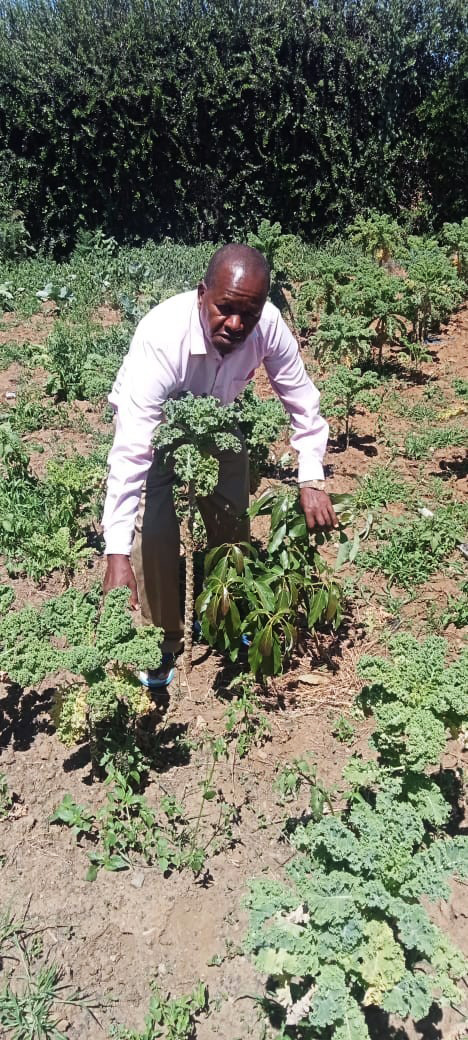 Der Agronom Peter Muchiri zwischen Pflanzen
