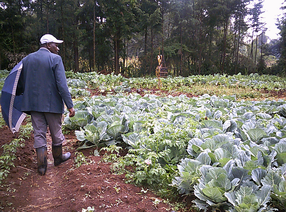 Der Agronom Peter Muchiri auf einem Gemüsefeld