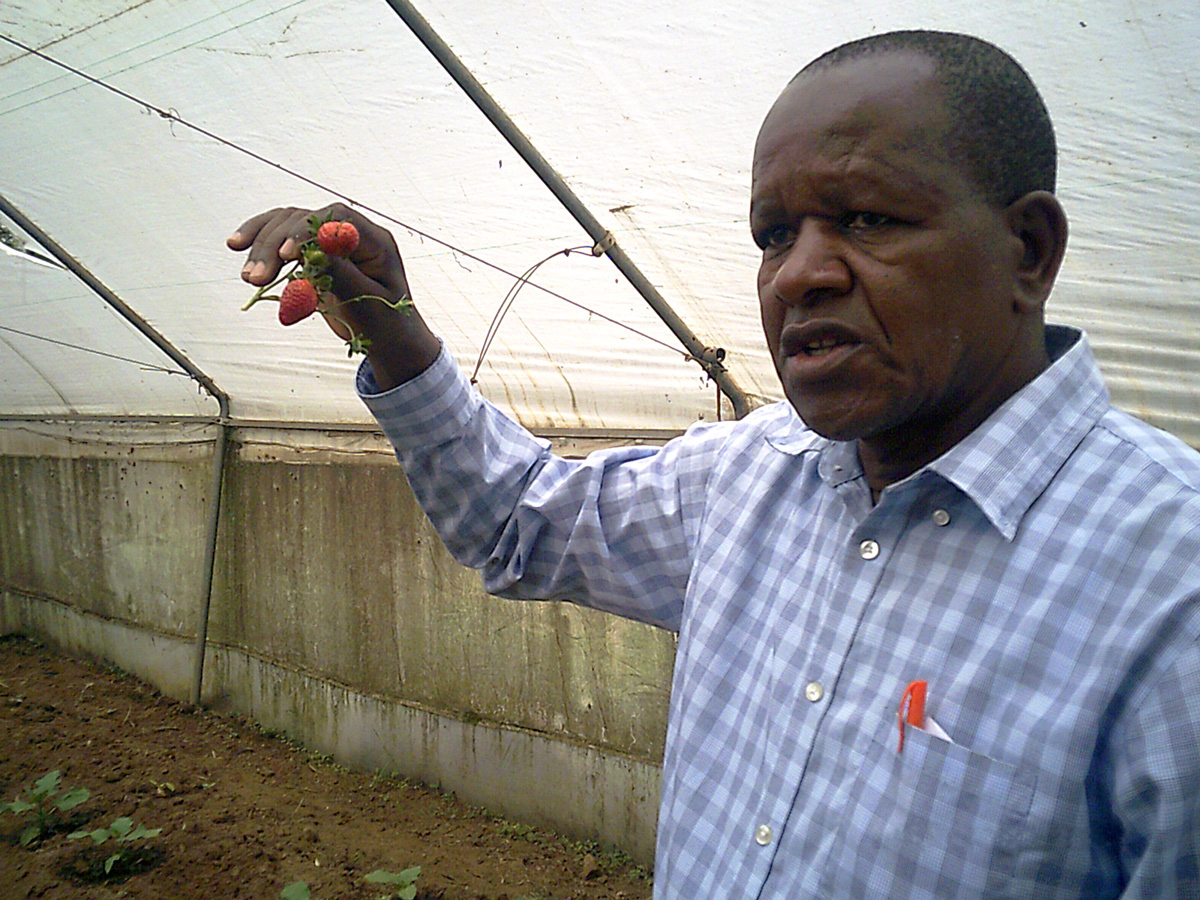 Mann im Gewächshaus mit Erdbeeren